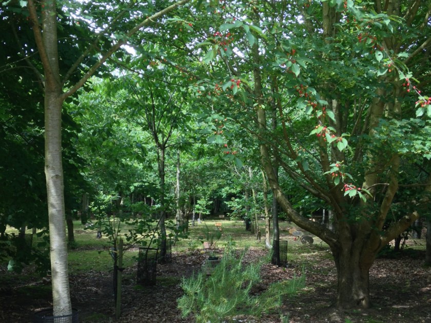 A natural burial is a low impact,  environmentally friendly way to say goodbye. Celebrant funeral service suit these locations perfectly 